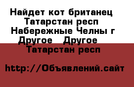 Найдет кот британец - Татарстан респ., Набережные Челны г. Другое » Другое   . Татарстан респ.